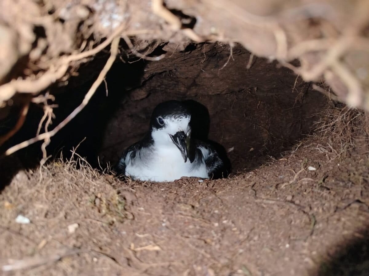 Galapagos petrel | Galapagos Islands | South America