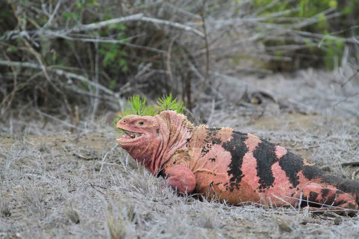Galapagos pink iguana