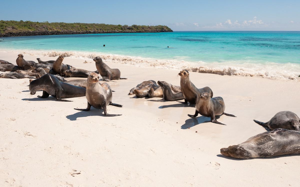Sea lion | Espanola | Galapagos