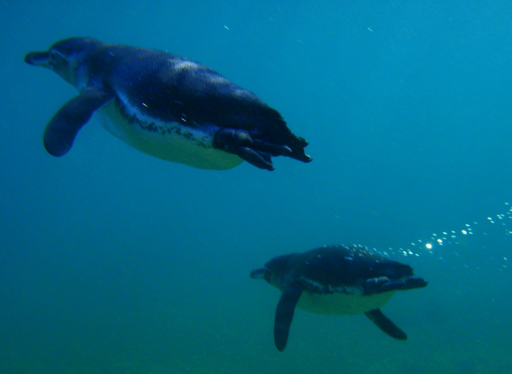 Galapagos sea wildlife