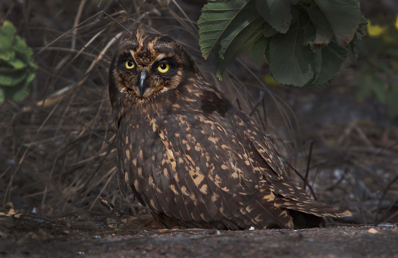 Galapagos shorteared owl