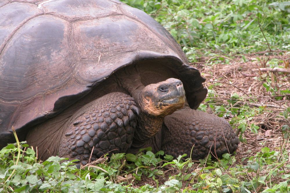 Galapagos tortoise