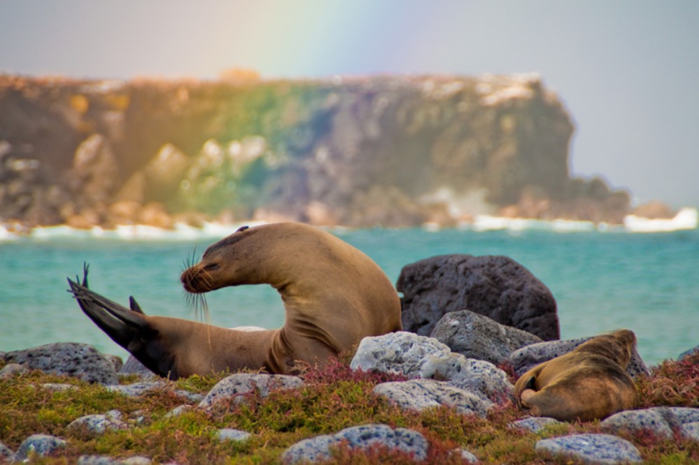 Galapagos wildlife, Sea Lion