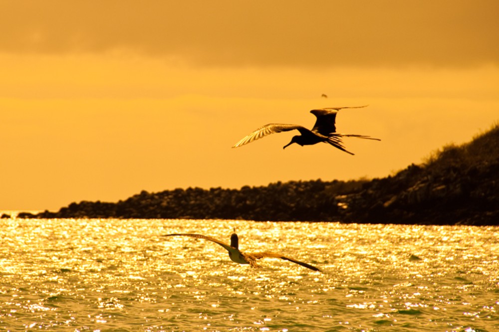 Galapagos Info: When to visit Voyagers Travel Specialists galapagos-wildlife-sunset