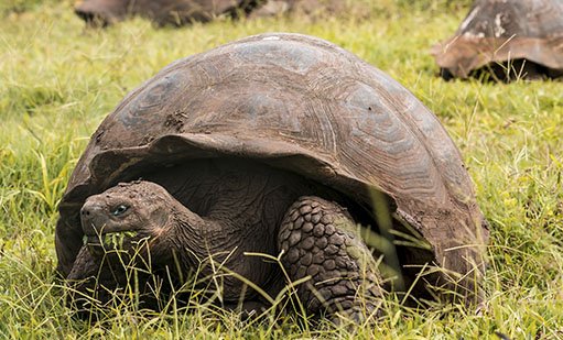 Giant Tortoise | When is the best time to visit Galapagos