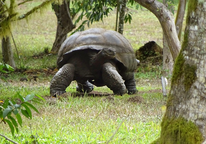 Galapagos wild giant tortoise