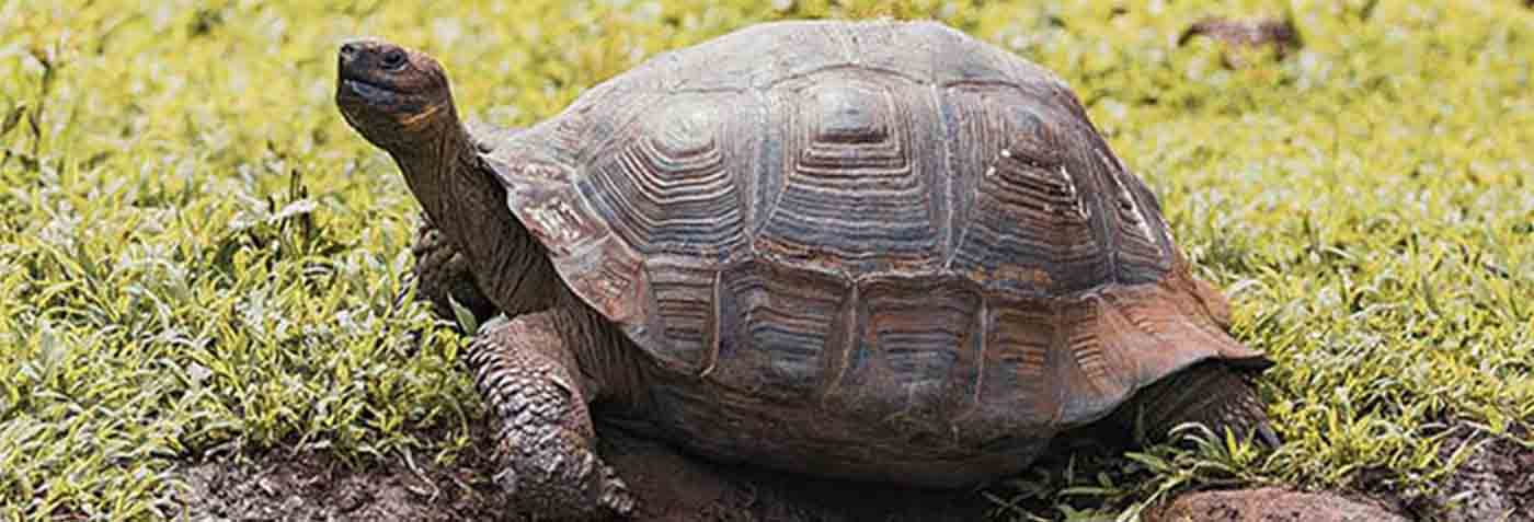 Galapagos giant tortoise