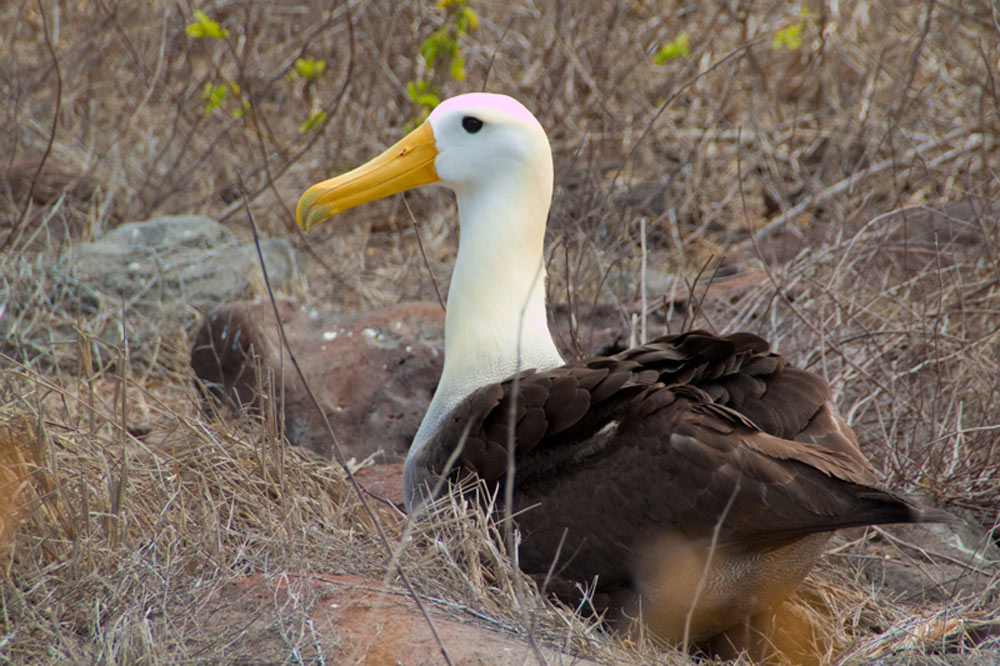 galapagos albatro