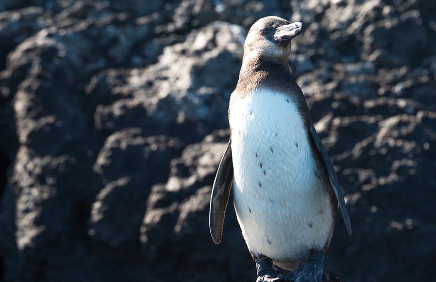 Galapagos penguins