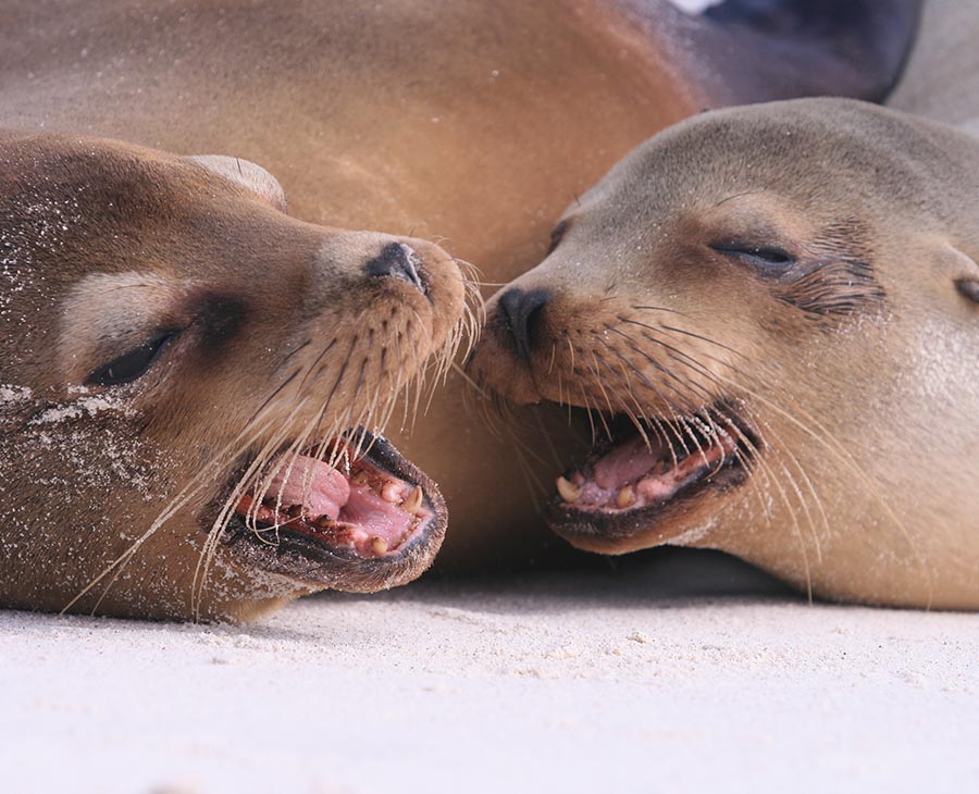 Sea lions | Galapagos