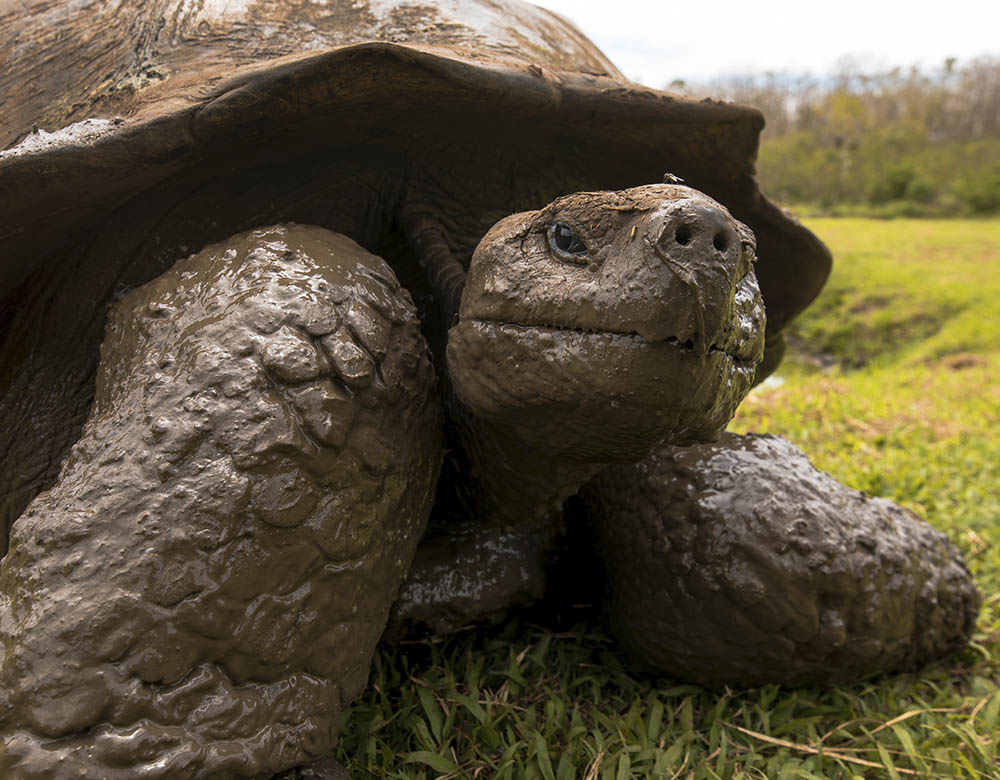 galapagos giant tortoise