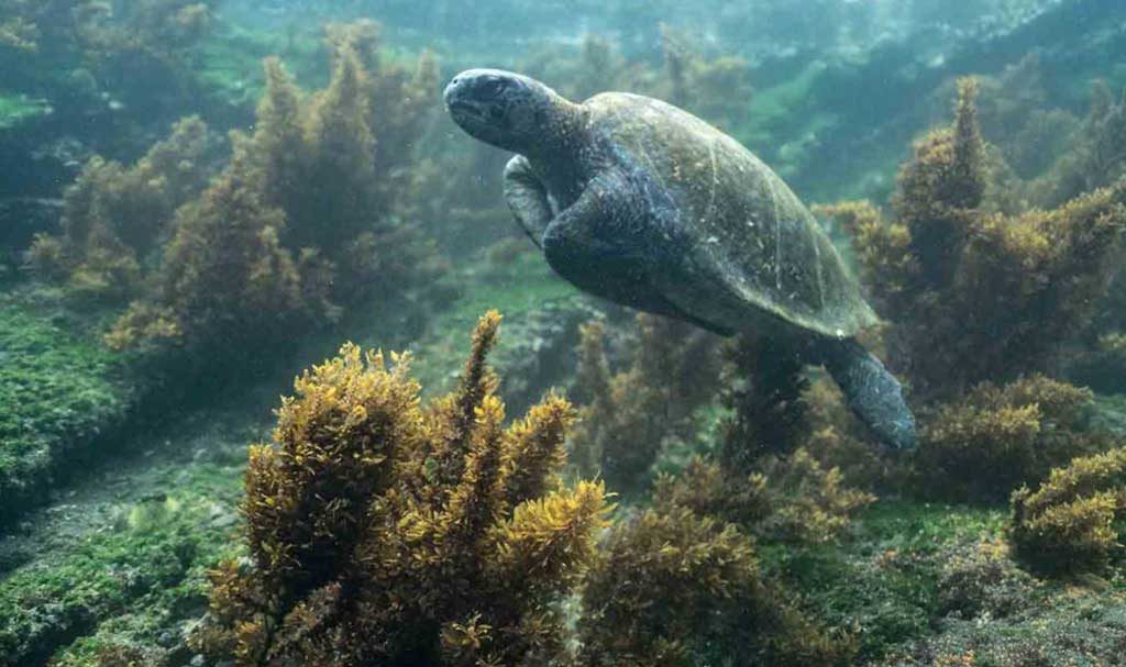 Galapagos sea turtle