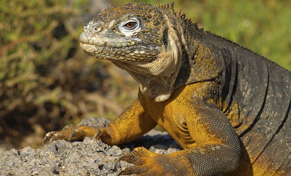 Galapagos Reptils | Land Iguanas