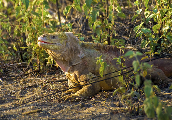 Galapagos land iguanas Santa Fe