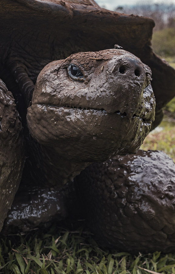 Galapagos tortoise