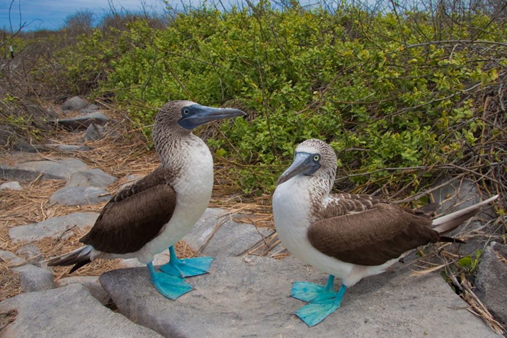 galapagos blue footed