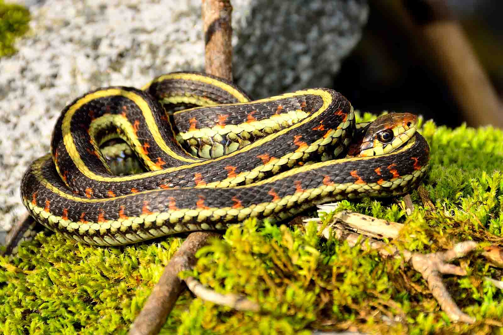 Garter Snake