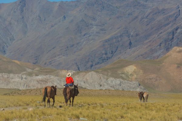 Gaucho Horse - Patagonia - Kamchatka