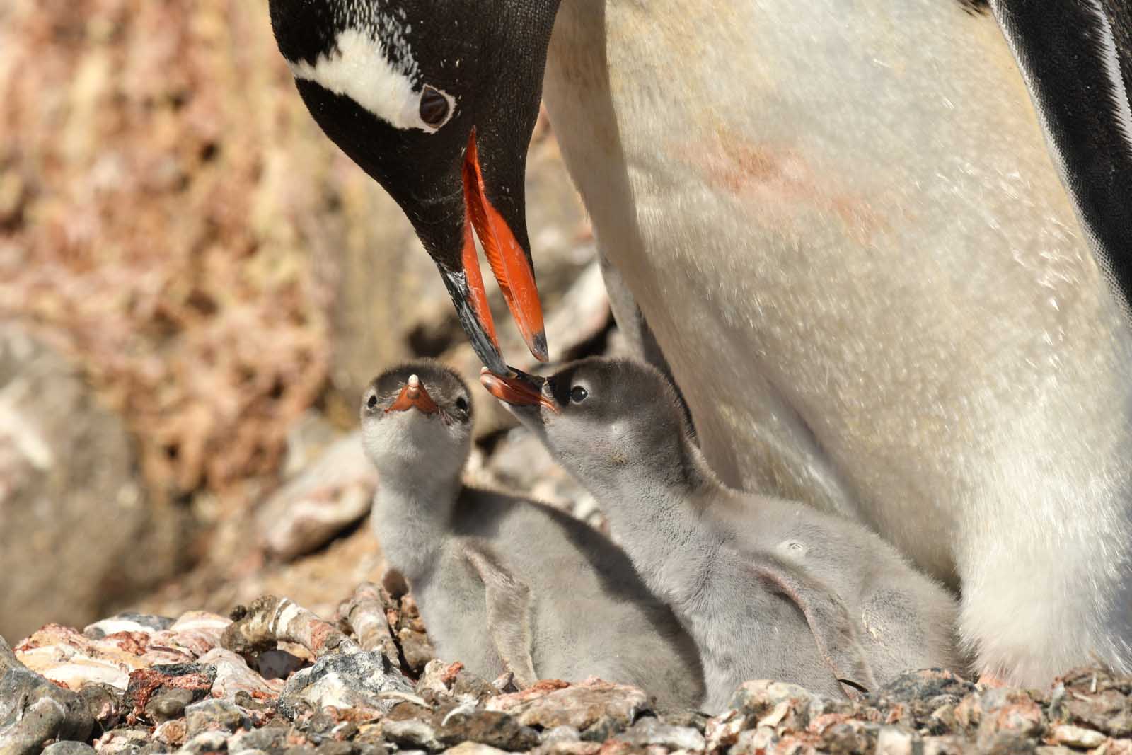 Gentoo Penguins | Antarctica