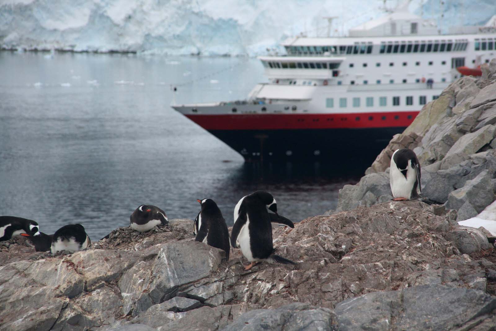 Gentoo penguins rockery with cruise ship | Antarctica