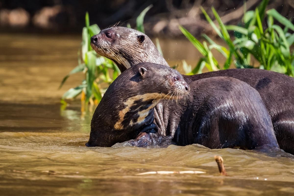 Napo Wildlife Center | Amazon | Ecuador