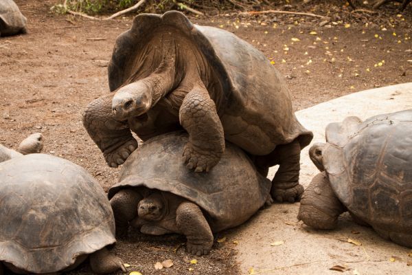 Giant Tortoises | Galapagos Islands | Vicky Flores