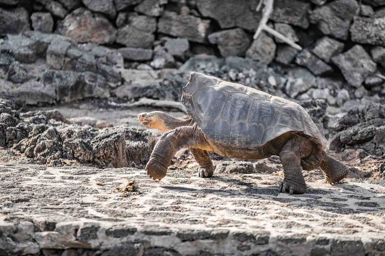 Giant tortoise | Galapagos