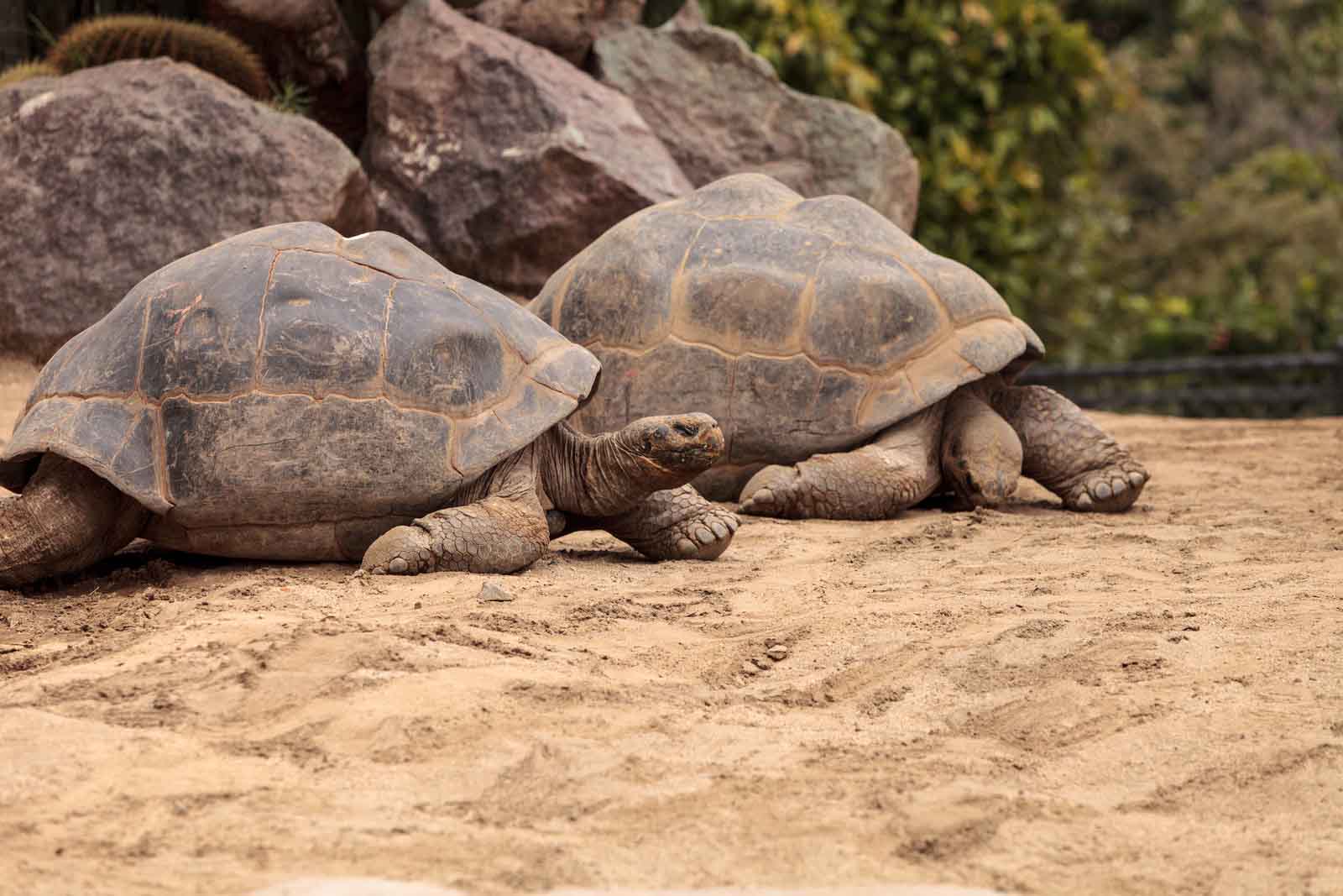 Giant tortoises | Sierra Negra | isabela Island