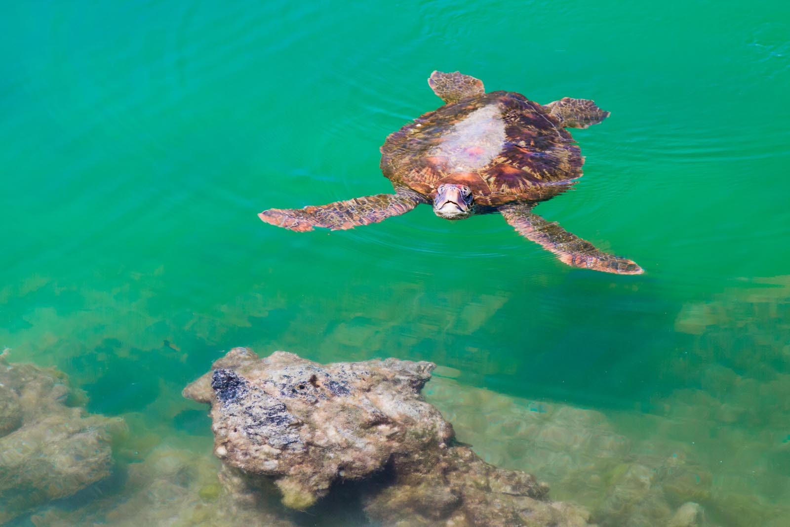 Green Sea Turtle | Galapagos