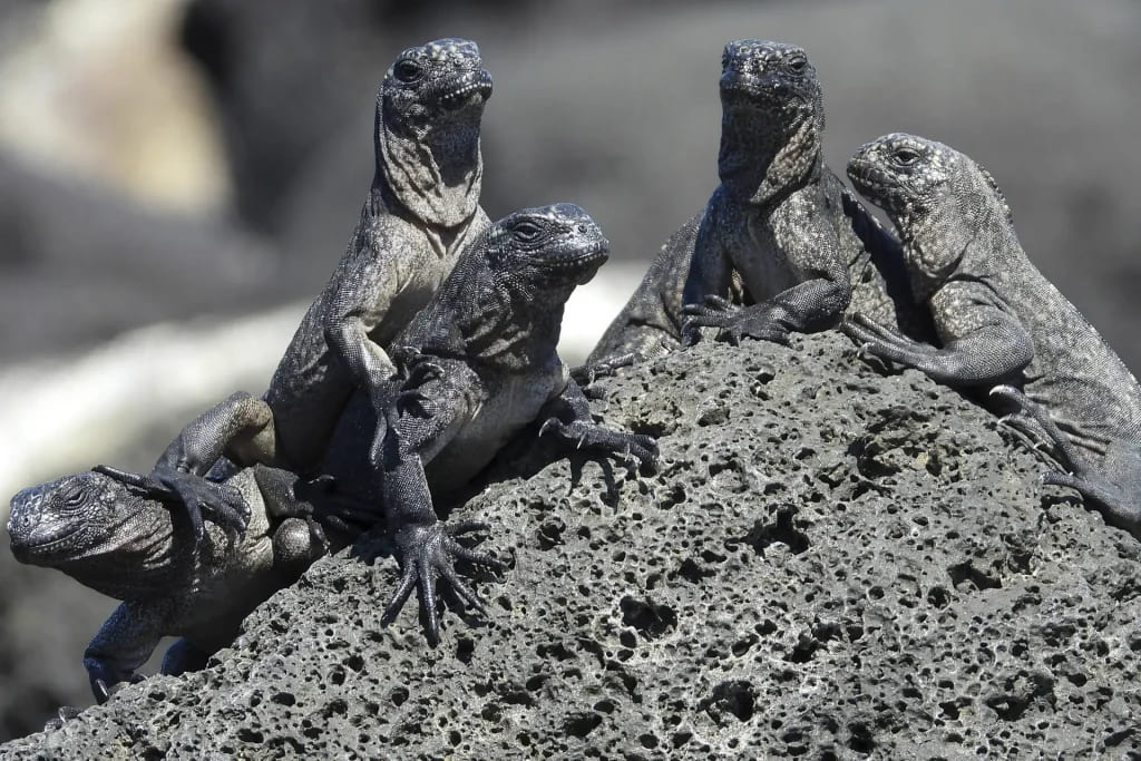 Group of juvenile marine iguanas in the sun | Galapagos Islands