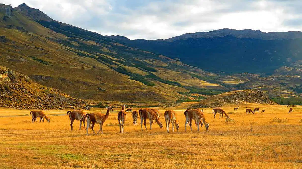 Guanacos | Patagonia National Park