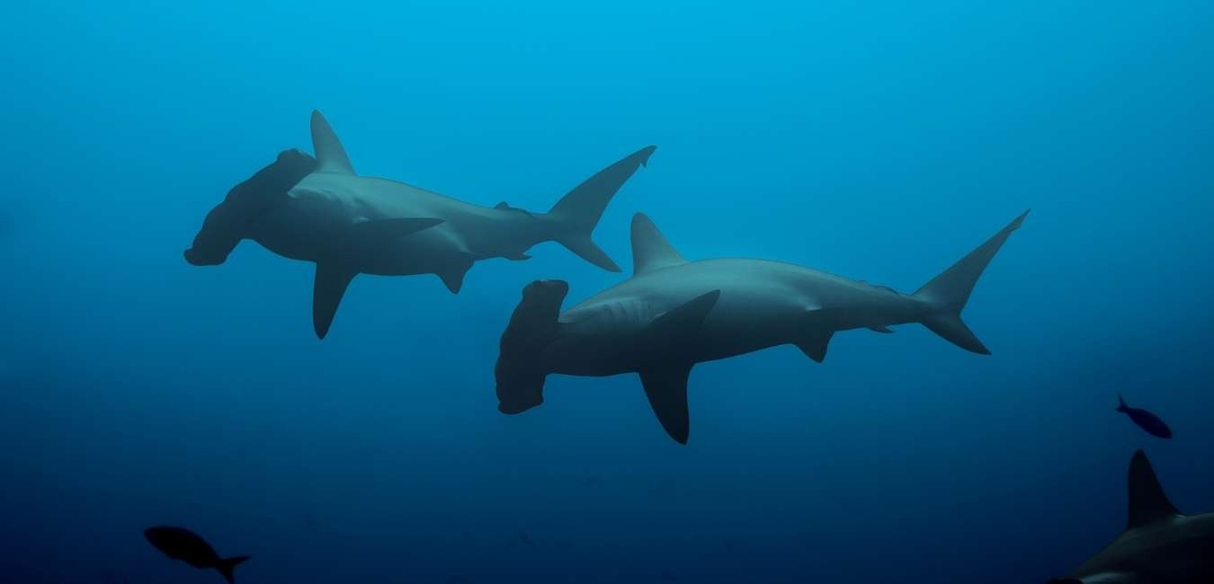 Galapagos Hammerhead shark