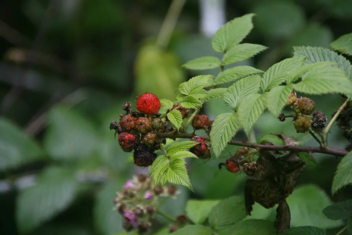 Hill raspberry plant (Rubus niveus) in Galapagos