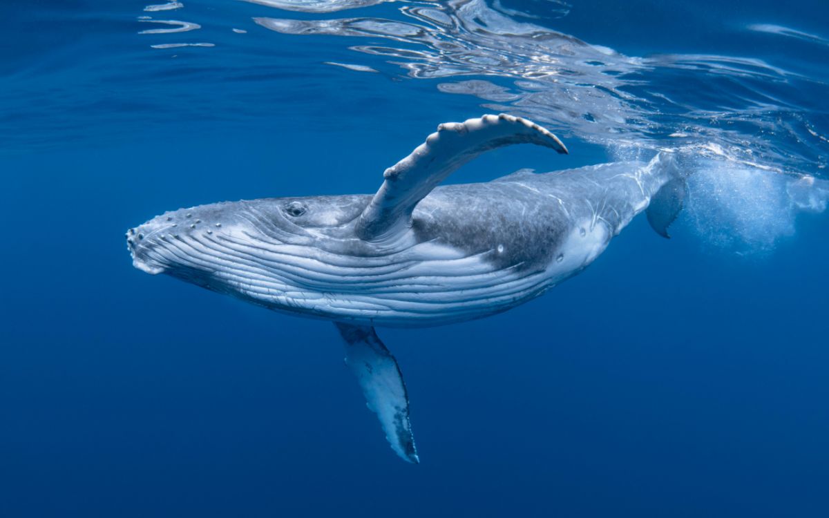 Humpback Whale