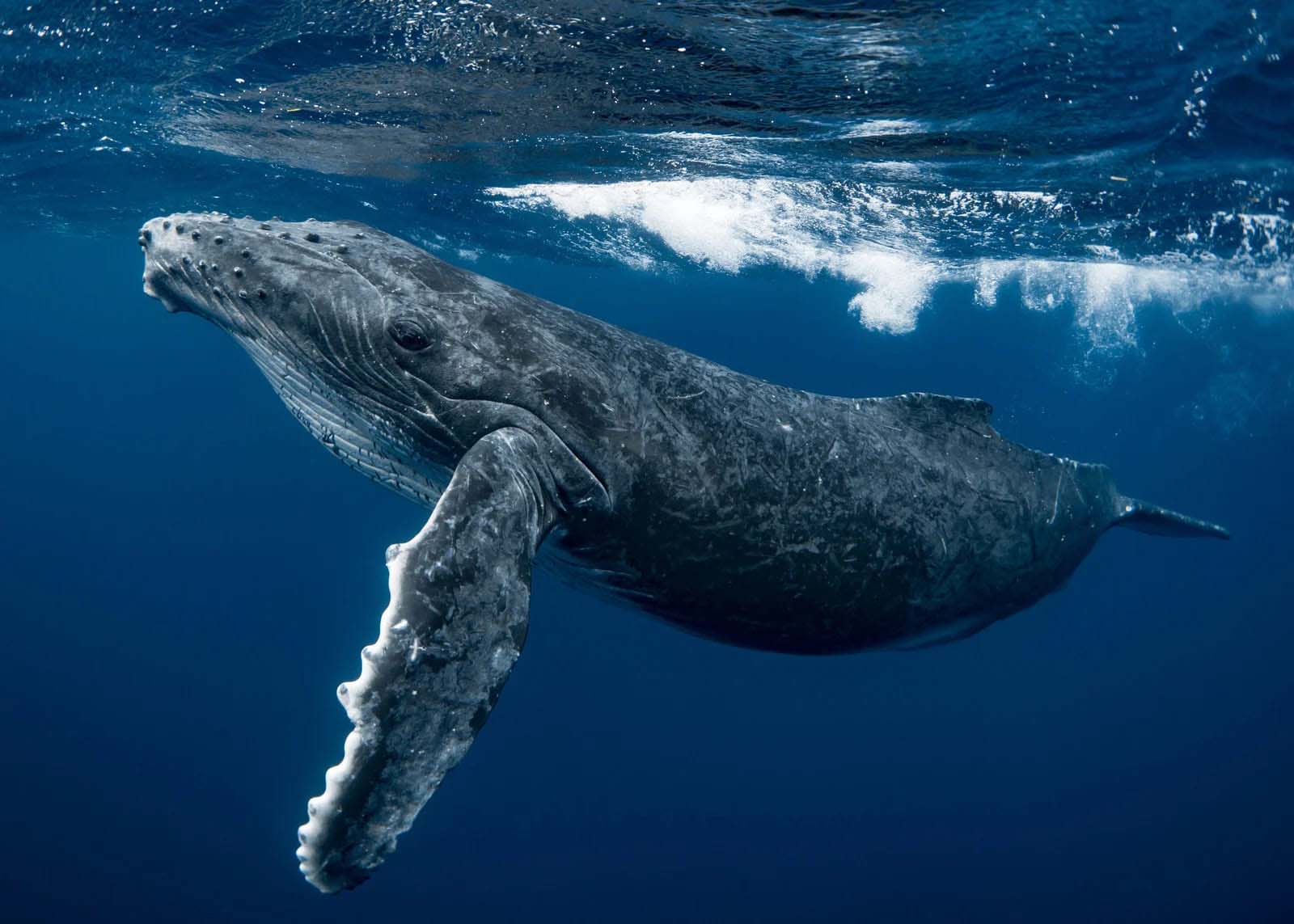 Humpback whale | Antarctica