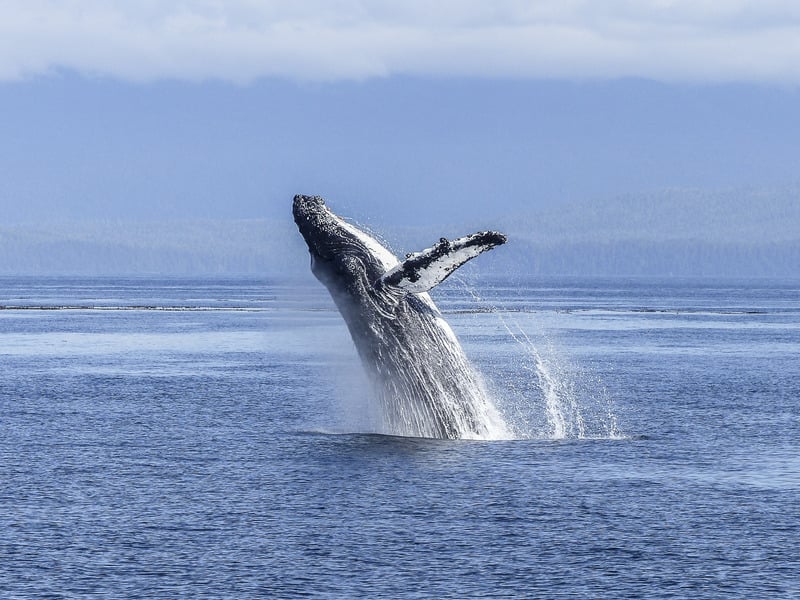 Humpback Whale | Ecuador Coast