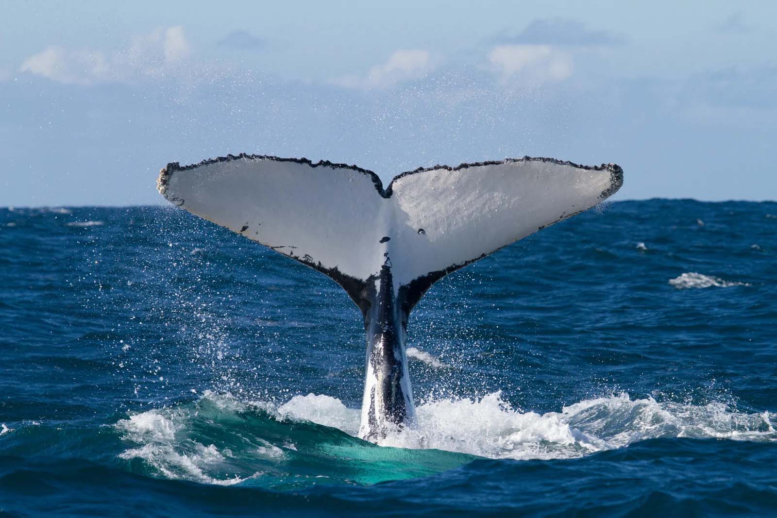 Humpback Whale | Ecuador Coast