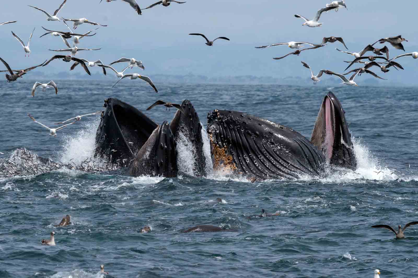 Humpback Whales feeding 