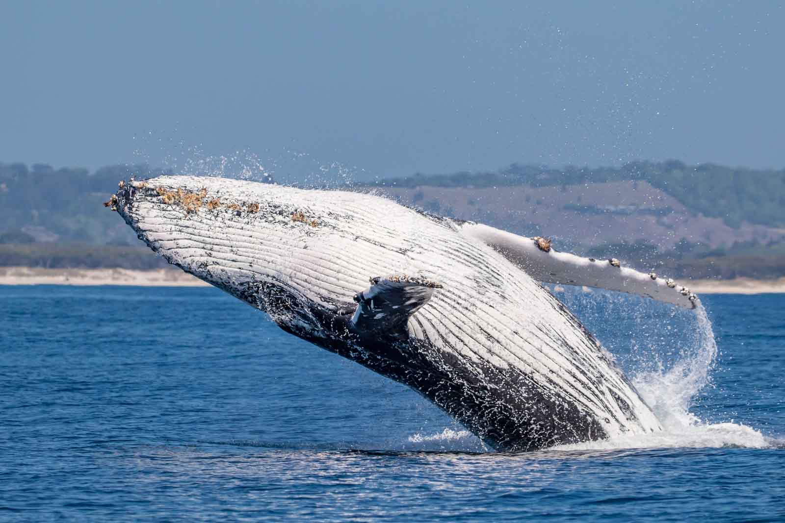 Humpback Whale | Ecuador Coast