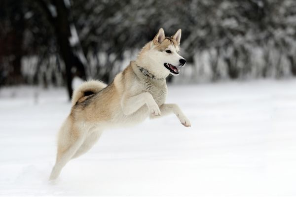 Husky Dogs - Svalbard