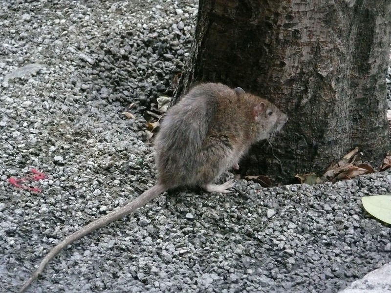 Galapagos rat