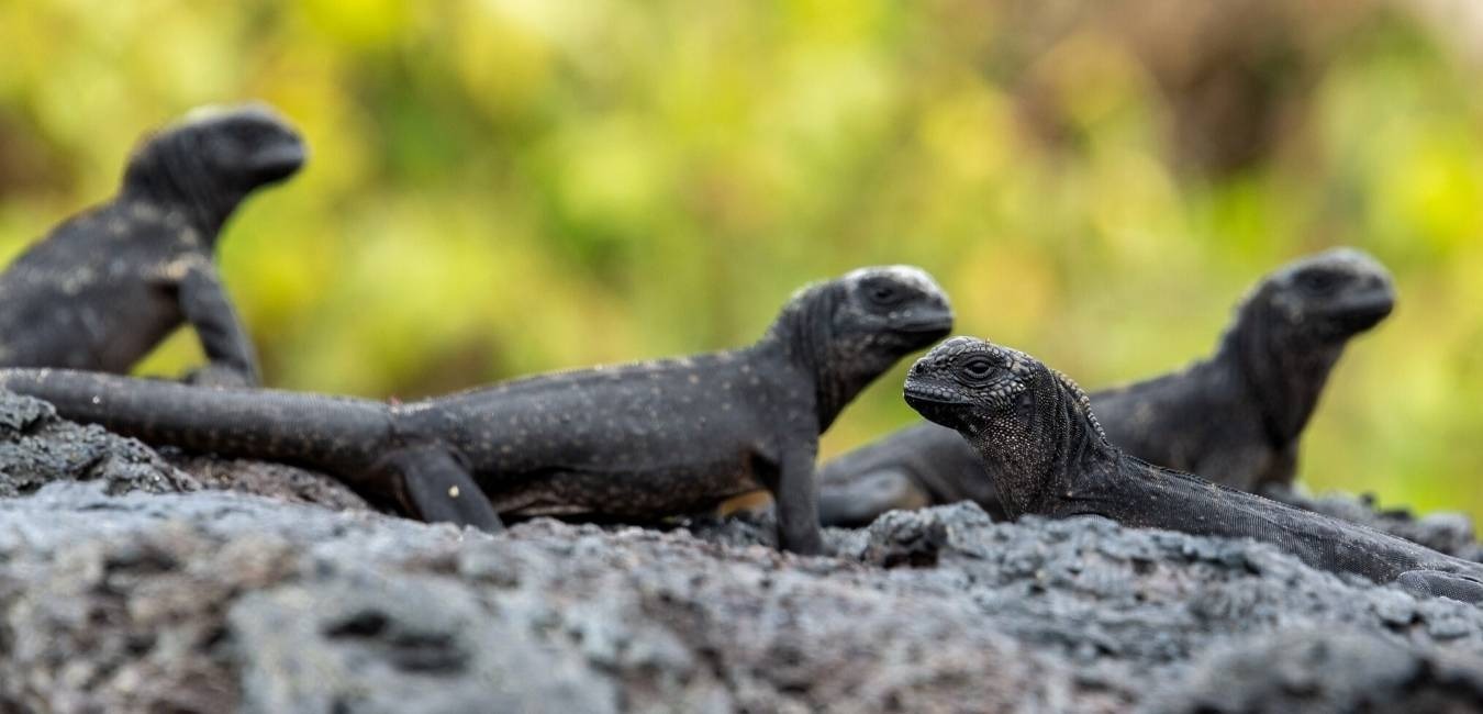 Marine iguanas | Galapagos