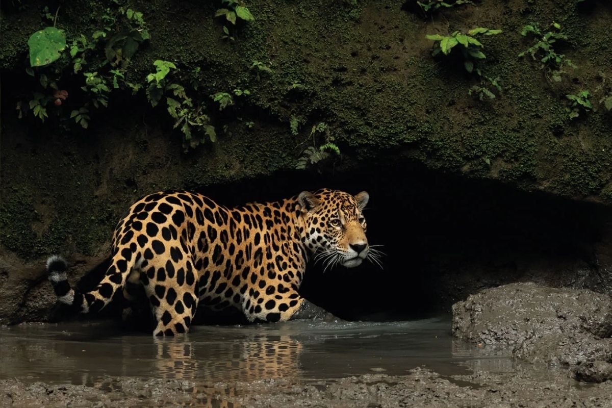 Napo Wildlife Center | Amazon | Ecuador
