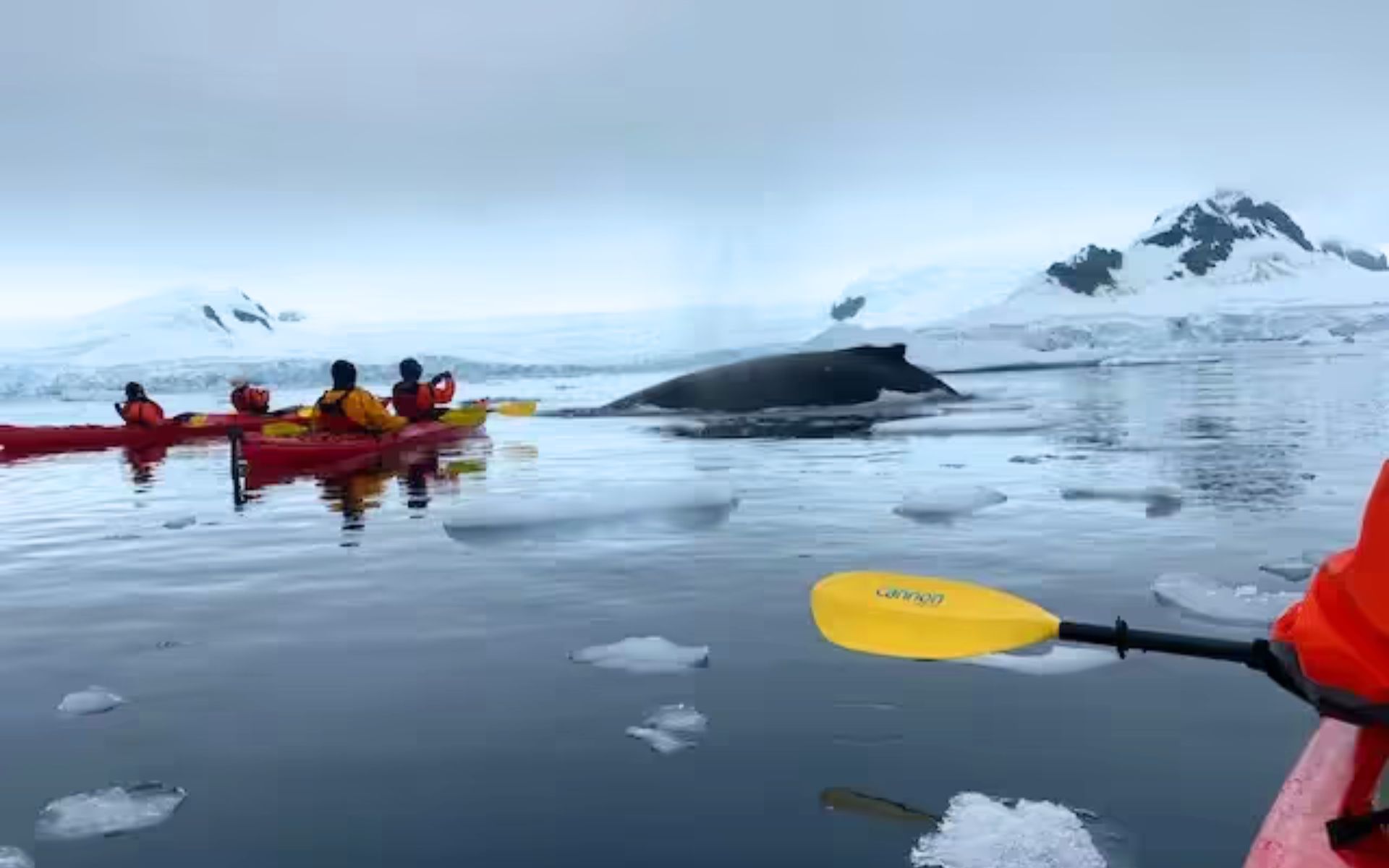 Kayaking in Antarctica | Ximena Urjel 