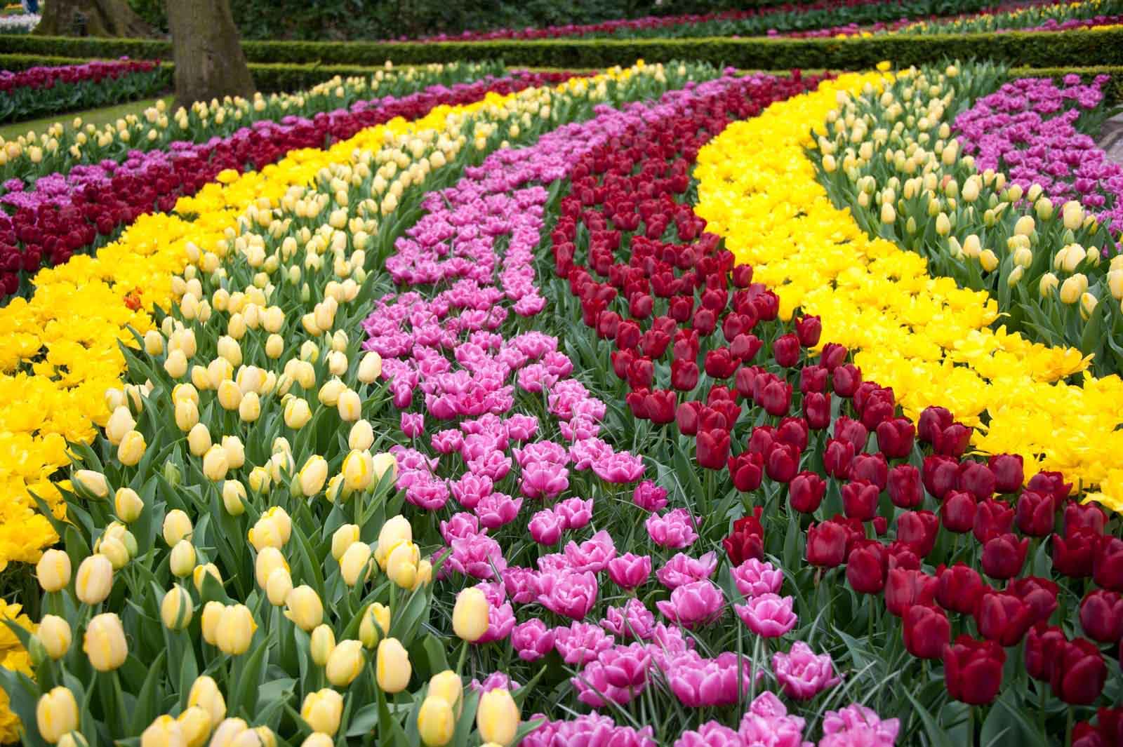 Keukenhof Gardens – Netherlands