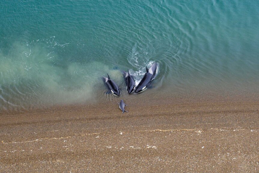 Killer whale eyeing a Seal on the shore of Punta Norte Nature Reserve, Peninsula Valdes, Patagonia, Argentina on The Americas Season 1, Episode 10
