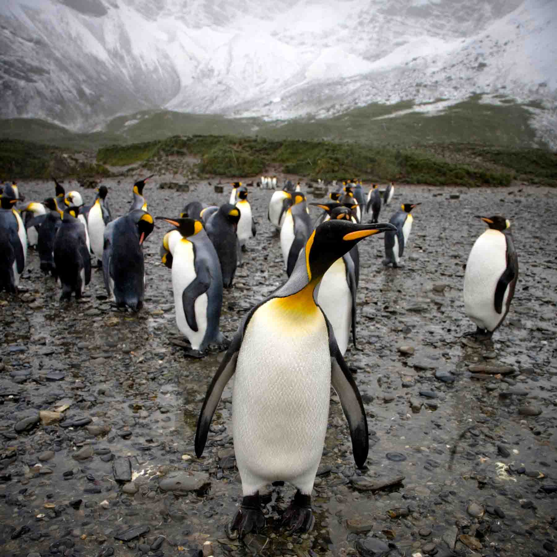King Penguins Colony | Gold Harbor | South Georgia