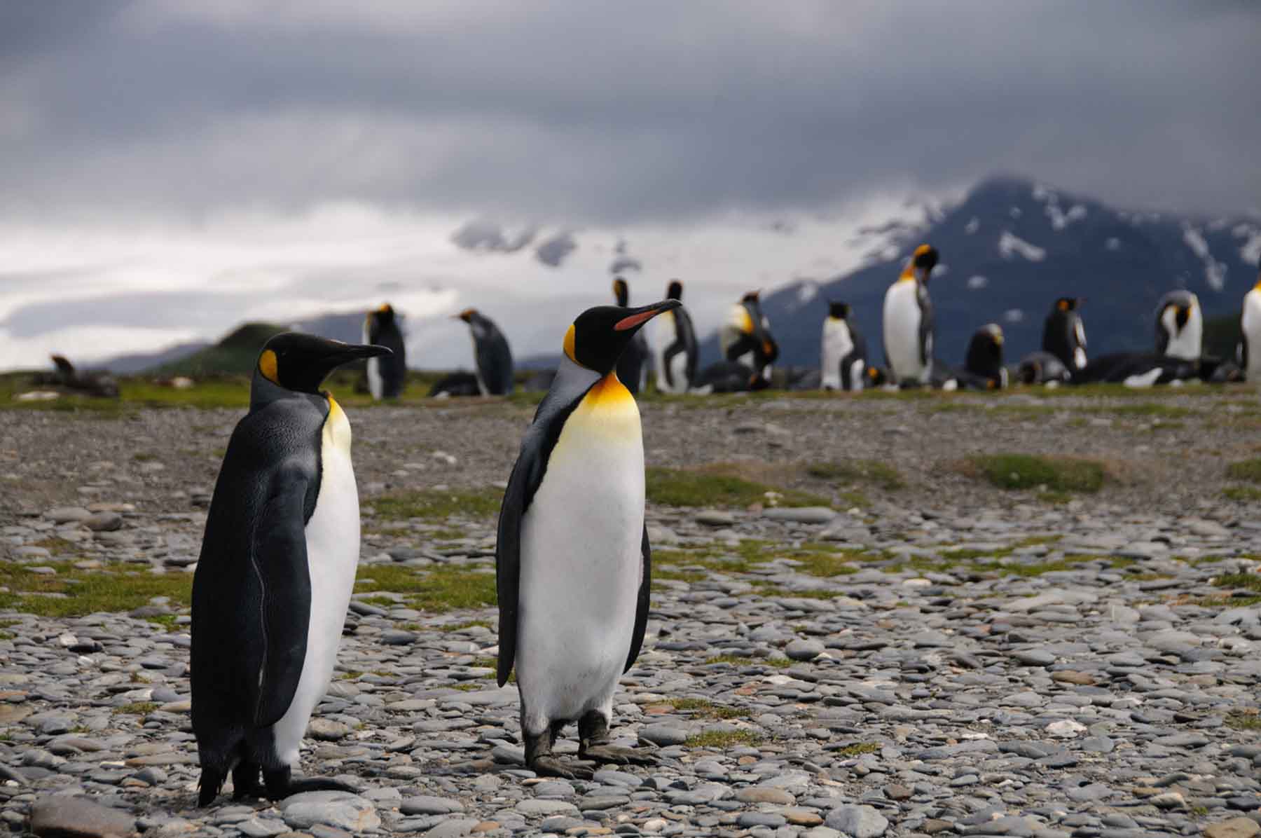 King Penguins | Salisbury Plain