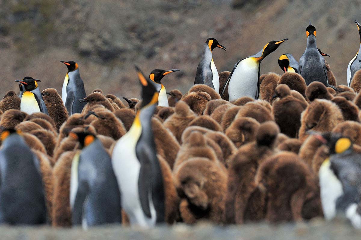 King penguins| South Georgia