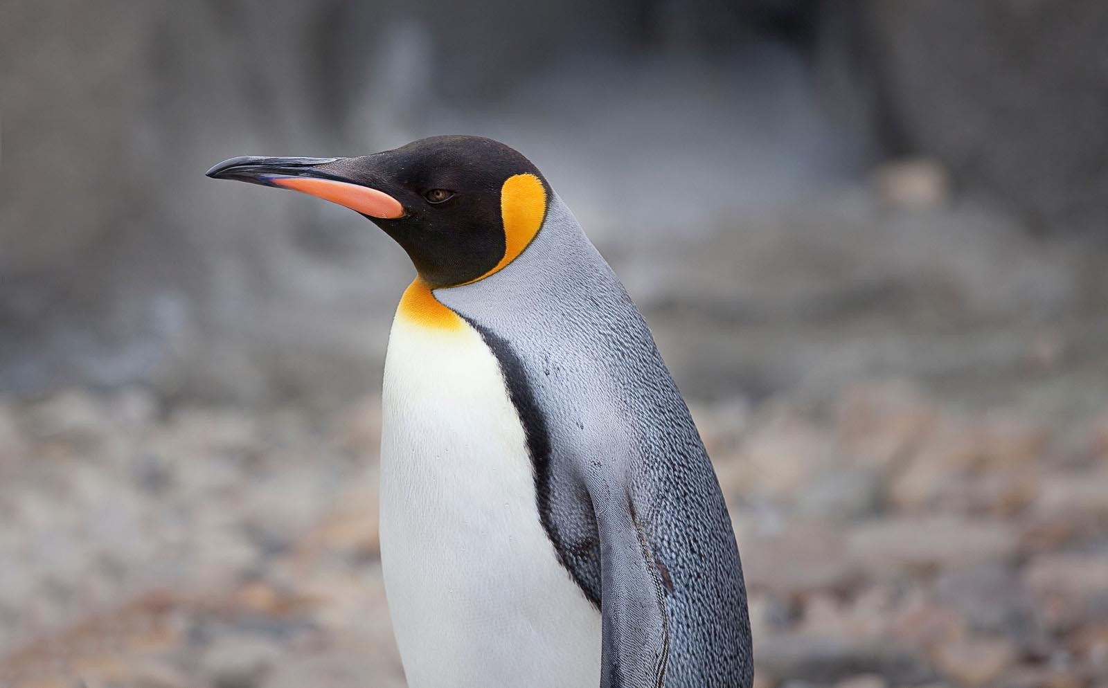 King penguin | Antarctica